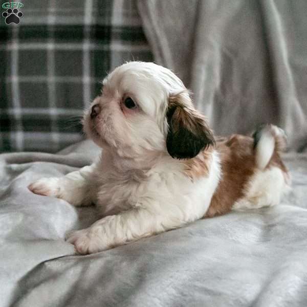 Snickerdoodle, Shih Tzu Puppy